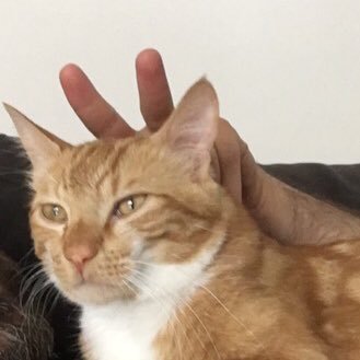 Bulutlevioleur's profile picture. Mon compte est géré par le mec de ma maîtresse, qui ne m'aime pas. #teamchatroux