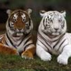 adamjackson0008's profile picture. 