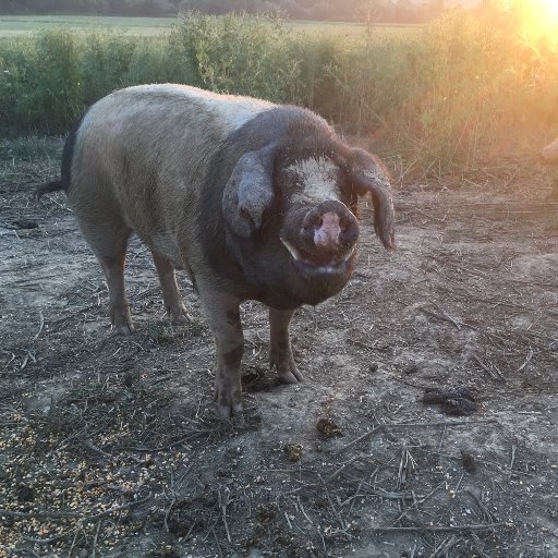 Wir stellen uns ganz in den Dienst des Schweins. 
Unser Verein schützt die Tiere und informiert über sie. 
Im Südburgenland betreiben wir einen Lebenshof.