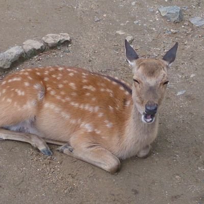 ゲム用さんのプロフィール画像
