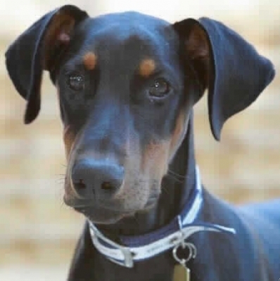 BlueXFelixstowe's profile picture. Felixstowe Blue Cross is an animal shelter in England which takes in and rehomes dogs and cats from all walks of life.