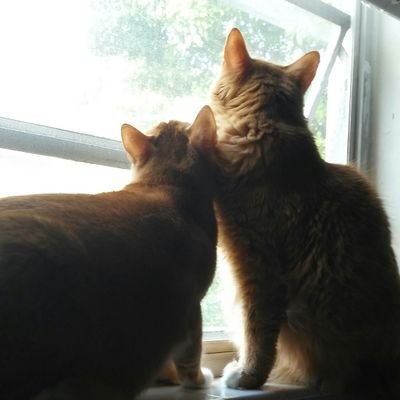 brooke_baerhold's profile picture. 