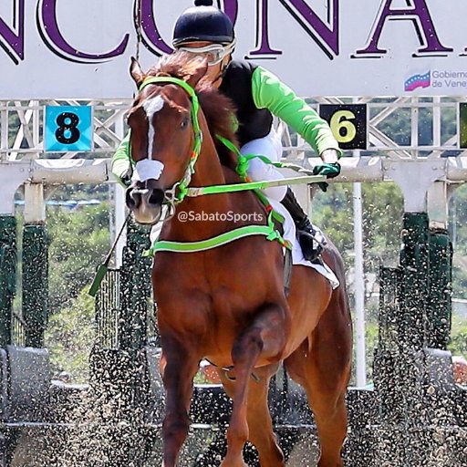 elpupilo10's profile picture. Las Precisa por Cancha,Jinete y Entrenadores Suscripción personalizada

0412-644837