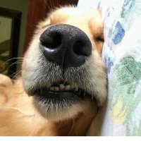 Milene Cascaes (@micascaesm) 's Twitter Profile