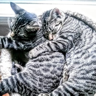 JamJelly43's profile picture. Mocha and Lady Gaga🐺🐱