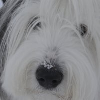 2BigFurKids (@sophiebemom) 's Twitter Profile