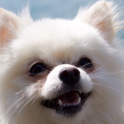 •male• •pom• •May 2016• King of fluff👑 INSTA: @great.white.bear | Tumblr: @greatestwhitebear join me on my path to zen🙏🙏🐶👑