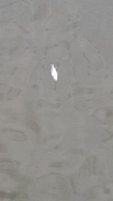 armadylrush8's profile picture. 