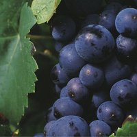 The Pinot File (@thepinotfile) 's Twitter Profile