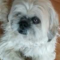 Chris (@chris_and_patch) 's Twitter Profile Photo Chris (@chris_and_patch) 's Twitter Profile Photo