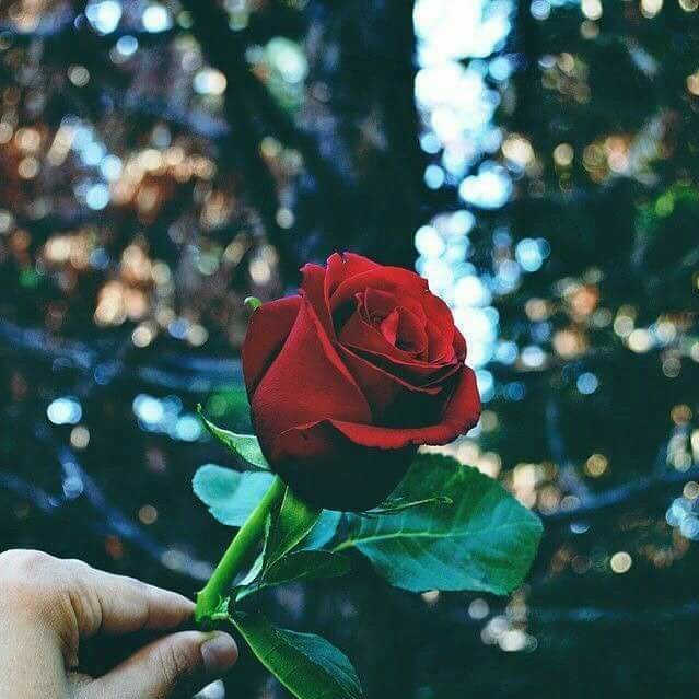 noorabuhameda's profile picture. ❤