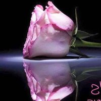 الورد الجوري 🌹 (@asem2859) Twitter profile photo