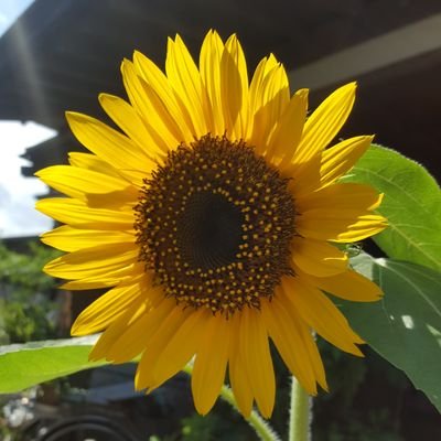 ひまわり Sunflower Twitter ひまわり Sunflower Twitter