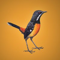 Rockjumper Birding(@RockjumperTours) 's Twitter Profile Photo