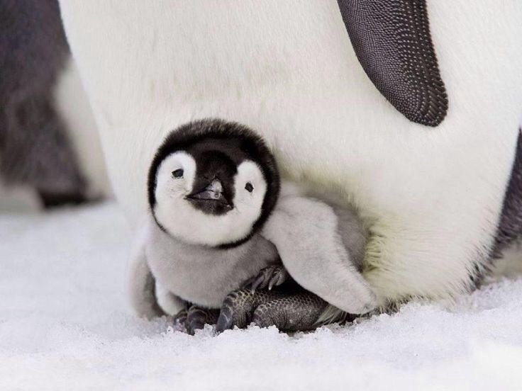 Esto es la asociación mundial de pinguinos🛡️, si eres un pinguino sígueme y si no, fuera de aquí humano que estas viendo 😑🗡️