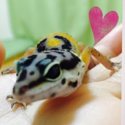 レオパ飼育始めました💓