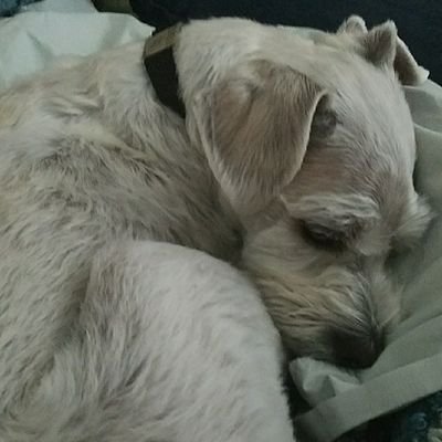 brent13vb's profile picture. Programming, board games, and sports.