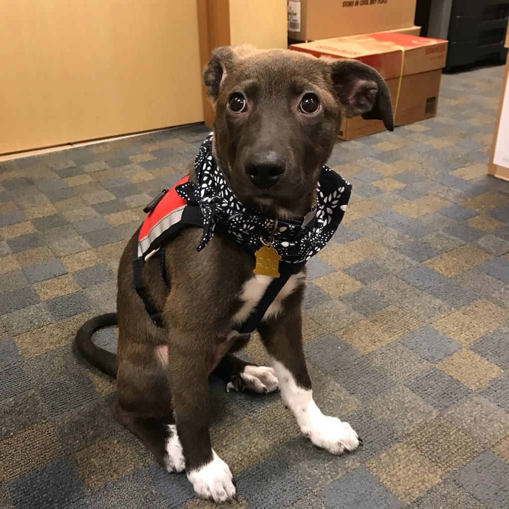 WVRooBoy's profile picture. rookie service dog. training with the Hearts of Gold program. avid desk drawer napper at the Honors College.