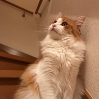 まっすー (@tobuline0919) 's Twitter Profile