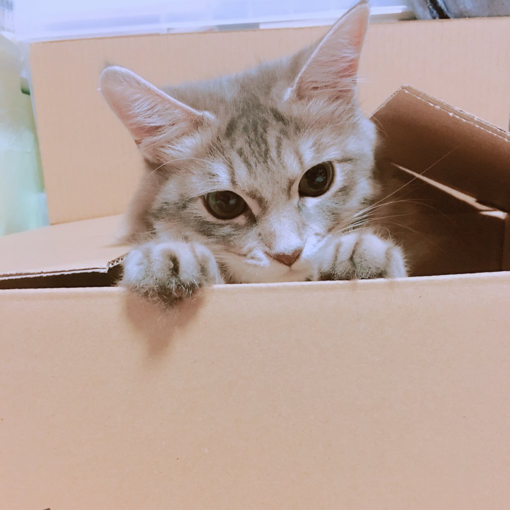 そらニャン 嘔吐 血便が始まって 今日で4日め 昨日 お昼過ぎに医療用ちゅ るを食べたけど その後子猫用のちゅ るを半分 あんなに好きだったのに 昨日の夜は血便は出ていなかったけど とにかく元気がない 消化の良いフードを知っている方 教えて