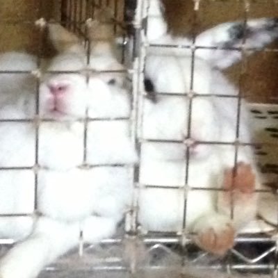 UX24VPvLIbuv589's profile picture. からあげクン食べたい