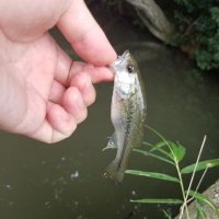 FishermanY (@excaliburyoshi) Twitter profile photo