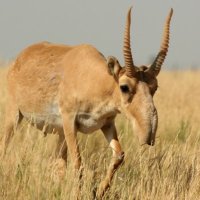 Jets Knicks Arsenal (@angeredantelope) 's Twitter Profile