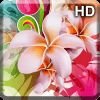 فحل صنعا اليمن (@hiuk89cbrhgkd8l) Twitter profile photo