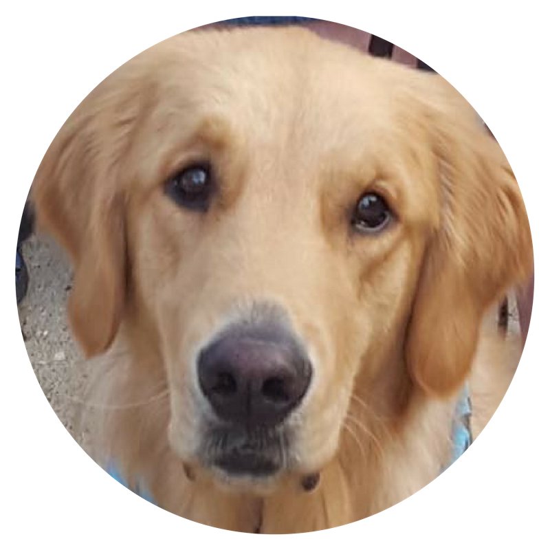 I'm Nicodemus, an LCCK9 comfort dog and part of The Rock Lutheran Church in Seward, Nebraska.