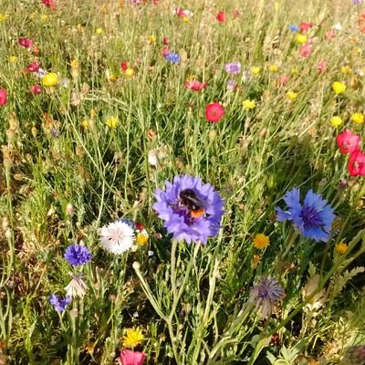 WloovilleAir's profile picture. 