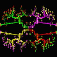 Lorson Lab (@lorsonlab) 's Twitter Profile