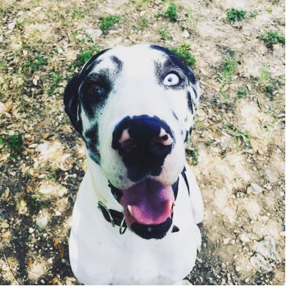 Dog Training in Austin, TX. PHONE: (737) 346-4424 EMAIL: Twinpinesk9saustin@gmail.com. Here at Twin Pines, we are dedicated to giving fun, informational service