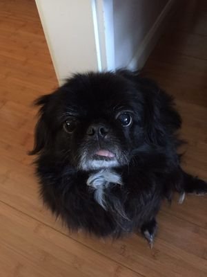 🐾Pekingese/11 years young/Rescued puppy mill Breeder. Cautious lover of pets and fine food. Champion of Naptime. Sassy Pants. Usually Wilburhaved🐾