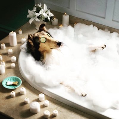 Custom made pet clothes and all natural spa products. website under construction