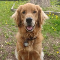 Anne Traynor (@amtrayn) 's Twitter Profile