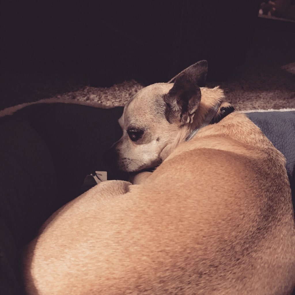 5 year old chihuahua rescued from Midwest pet resq in raytown Missouri by @KinggSage I'm not a normal chihuahua, Equality for my Parent!