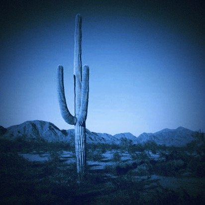 Feeling blue about politics in the 🌵 and not keeping quiet.