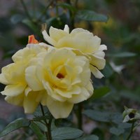 kris (@kris_stratton) 's Twitter Profile Photo