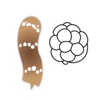 Srivastava Lab (@acoel_hofstenia) 's Twitter Profile Photo Srivastava Lab (@acoel_hofstenia) 's Twitter Profile Photo