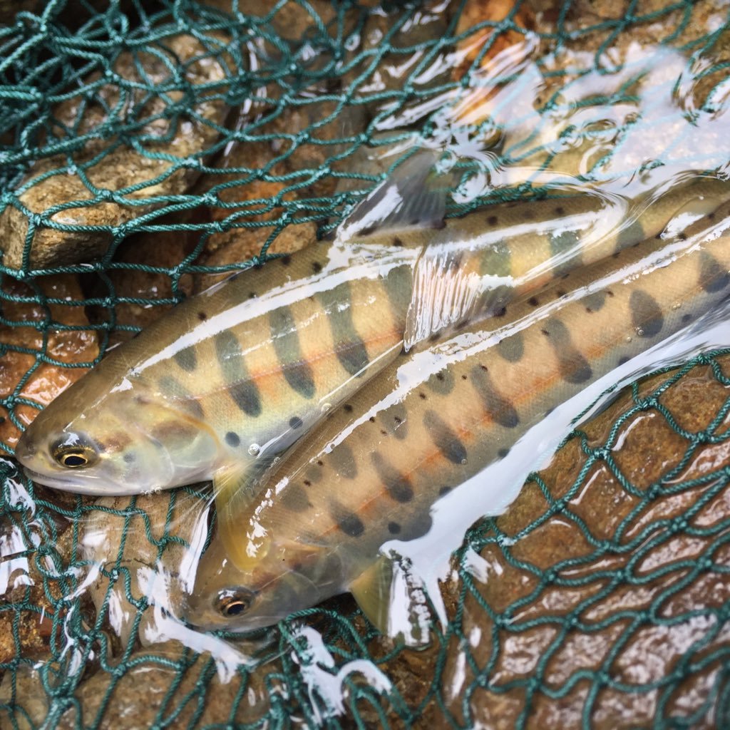 関東〜東北　最近はトラウト・ショアロック・レイク中心にやってます🎣