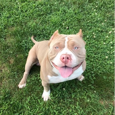 LadeiraTito's profile picture. 🌲🏡🐾