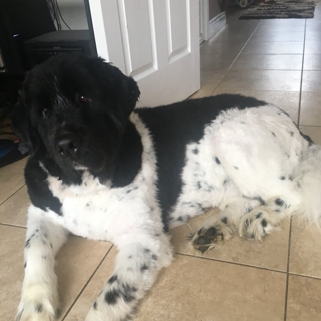 lkennan's profile picture. 