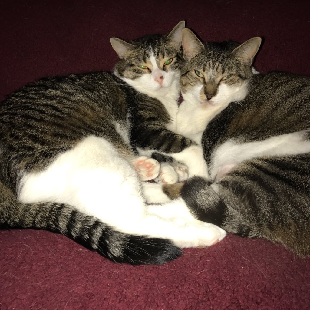 mnation's profile picture. Veterinarian and engineer, in that order. Political junkie. Cats and Corgis.  #Resistance; Post @mnation, @mnation@mas.to, insta @mnation1229