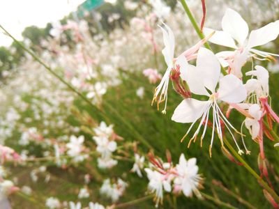 summer_gua's profile picture. 呵呵