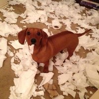 Dachshunds Are Aww(@DachshundsAreAw) 's Twitter Profile Photo