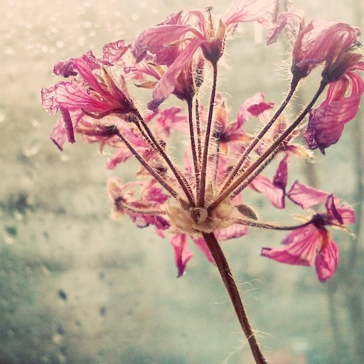 tashakarinsa's profile picture. my self