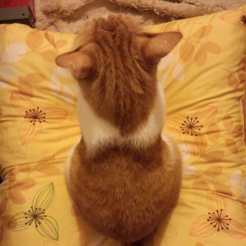 皮膚と下唇欠損😺足3本😺結石😺巨大結腸😺片目😺腎臓病😺鼻咽頭狭窄😺計13匹
猫エイズ白血病😺横隔膜ヘルニア肝臓嚢胞😺下半身付随😺癌🐱多種の介護看護経験有🎉虐待/馴れない/障害/老猫チャン保護や引抜き(別荘有)生きがい心身QOL最善尽くす✊️
動物虐待許さない⚡飼い主さん動物さん応援🎉