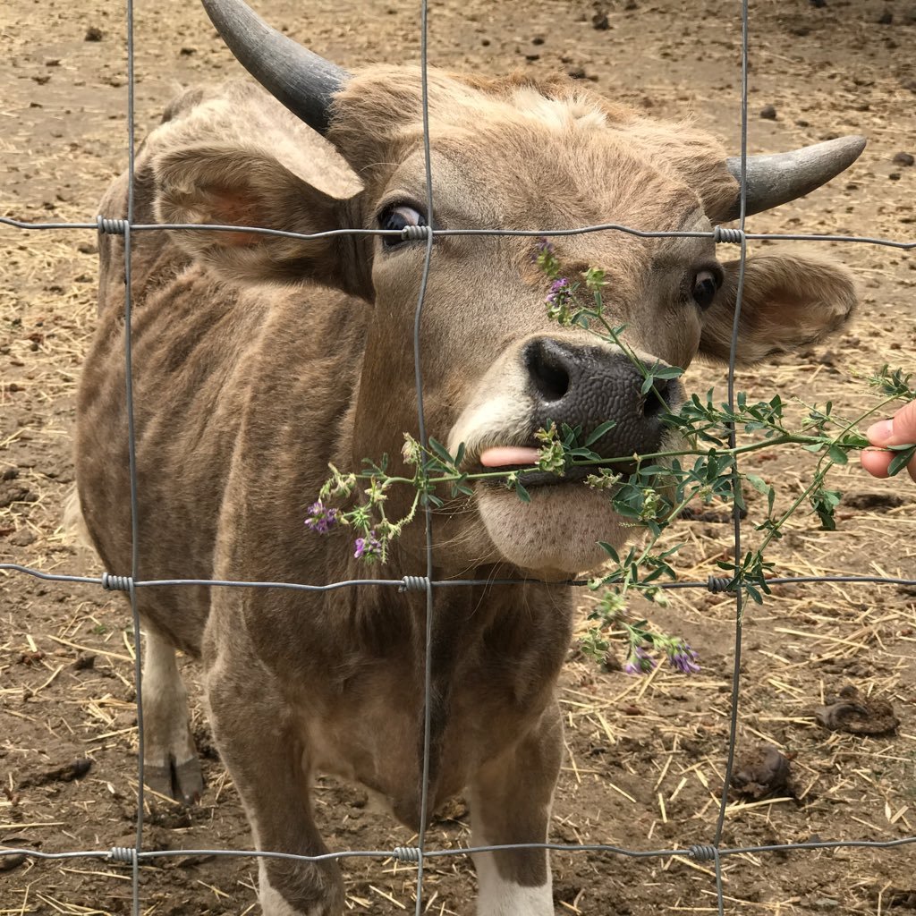 birdiestbird's profile picture. I'm rarely here.