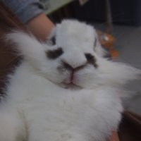 スケール (@petshop_scale) 's Twitter Profile Photo スケール (@petshop_scale) 's Twitter Profile Photo