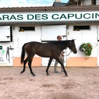 Haras des Capucines (@harascapucines) 's Twitter Profile